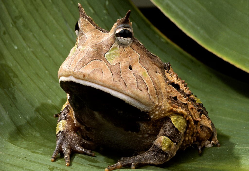 BEAUTIFUL WILD ANIMALS Amazon Rainforest Frogs